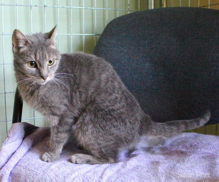 Nellie, an adopted Domestic Short Hair in Bedford, VA_image-6