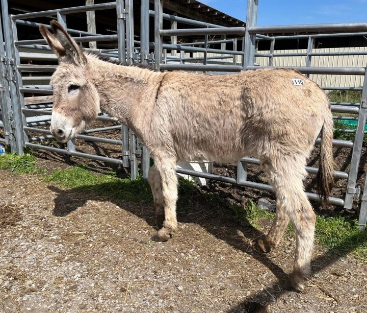 Cici, an adoptable Donkey in Hohenwald , TN_image-1