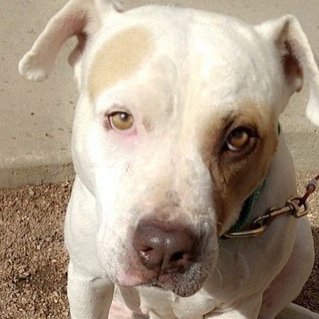 Sunshine, an adoptable Pit Bull Terrier in Denver, CO, 80216 | Photo Image 1