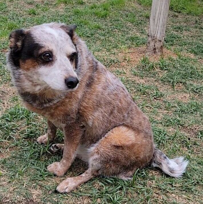 Macie, an adopted Australian Shepherd in Allen, TX_image-1