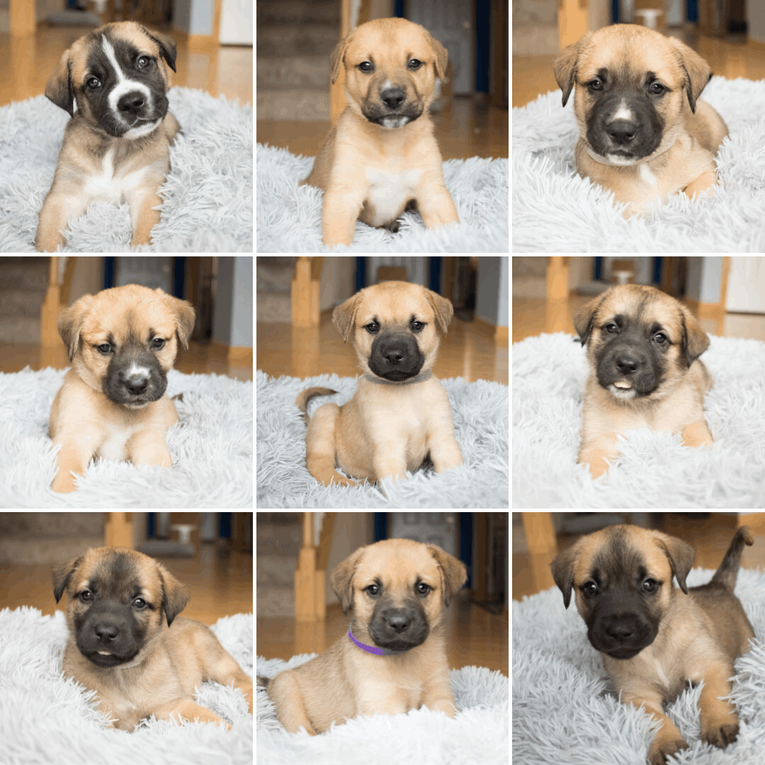 Sota\'s Litter **No longer accepting applications**