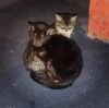 Sprout photo 1