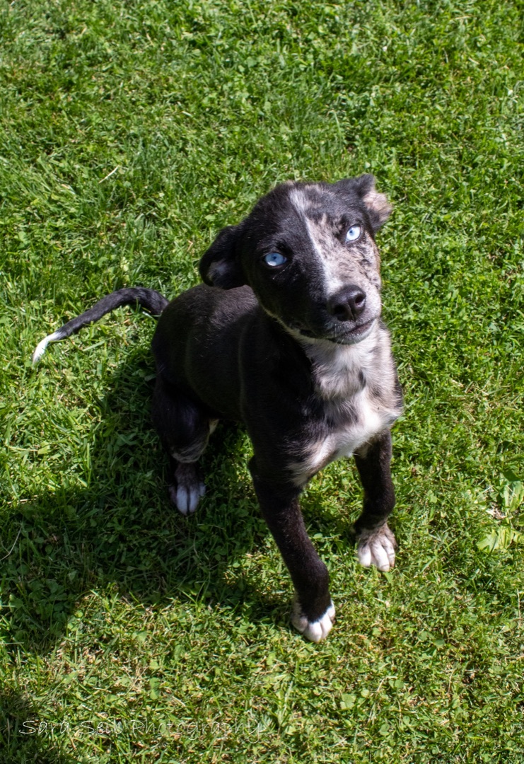 Indigo, an adoptable Mixed Breed in Watertown, WI, 53094 | Photo Image 3