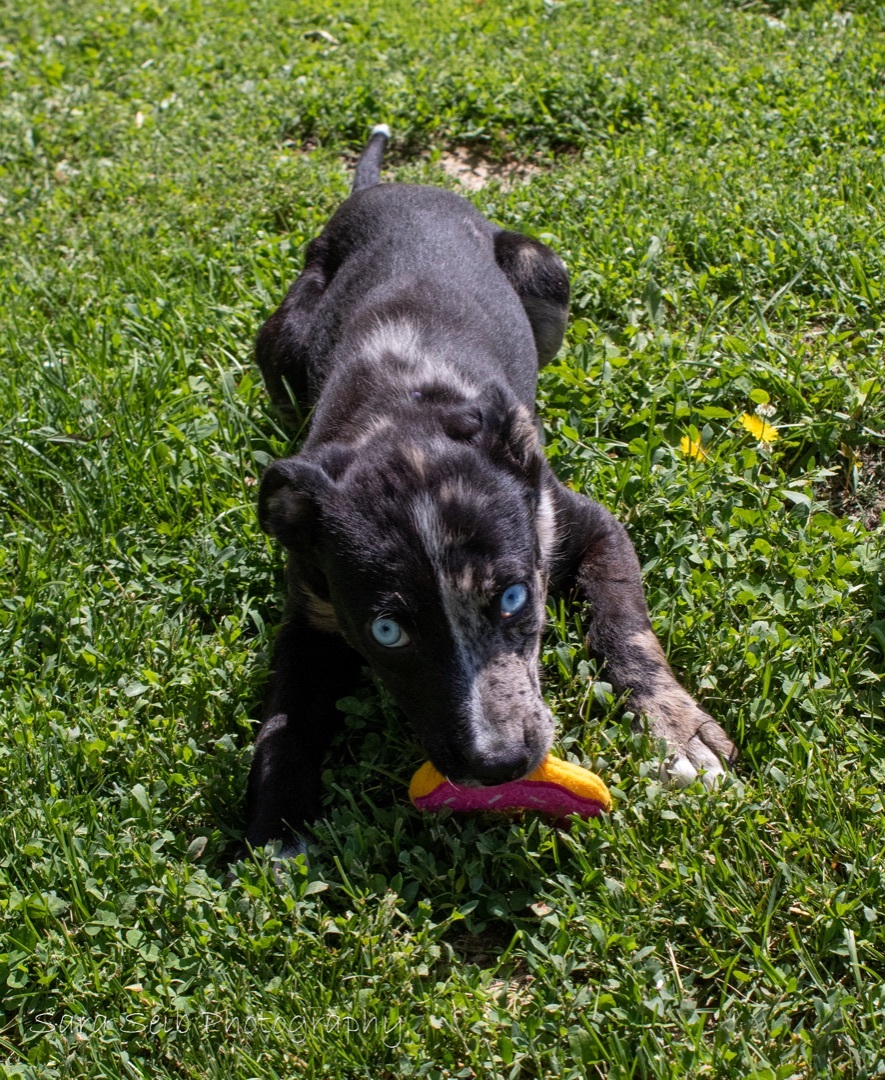 Indigo, an adoptable Mixed Breed in Watertown, WI, 53094 | Photo Image 5