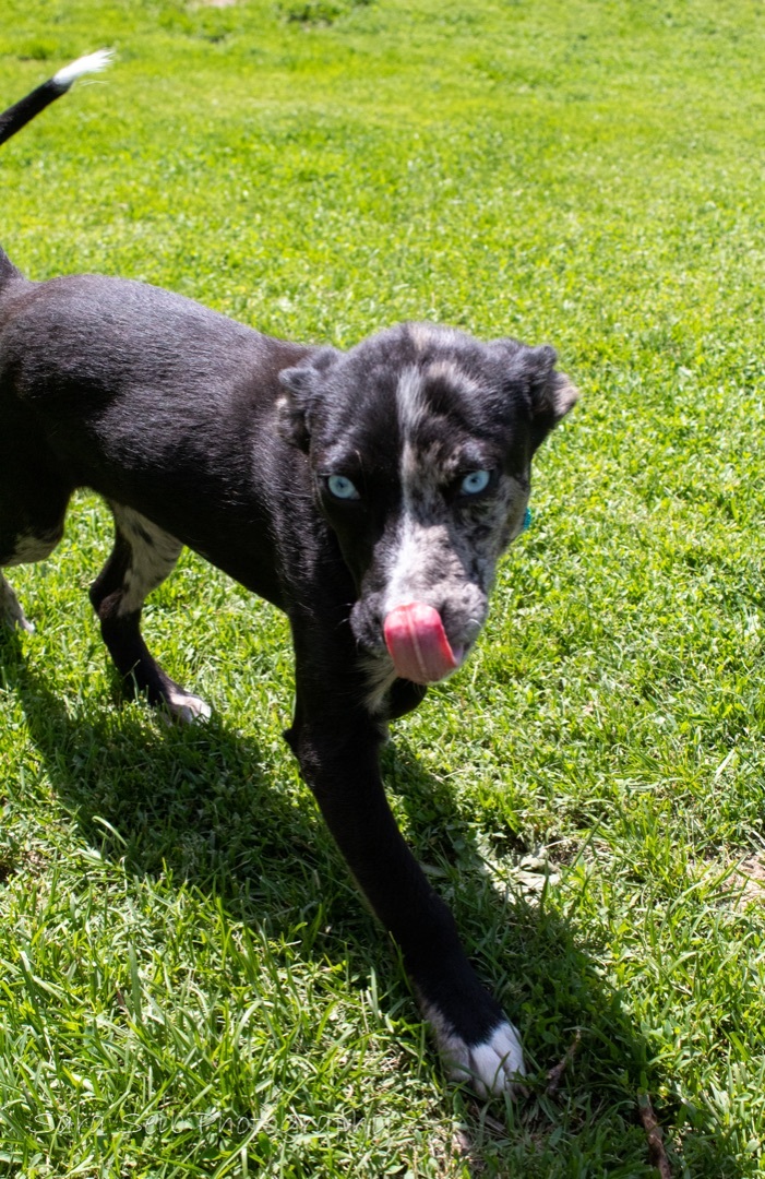 Indigo, an adoptable Mixed Breed in Watertown, WI, 53094 | Photo Image 9