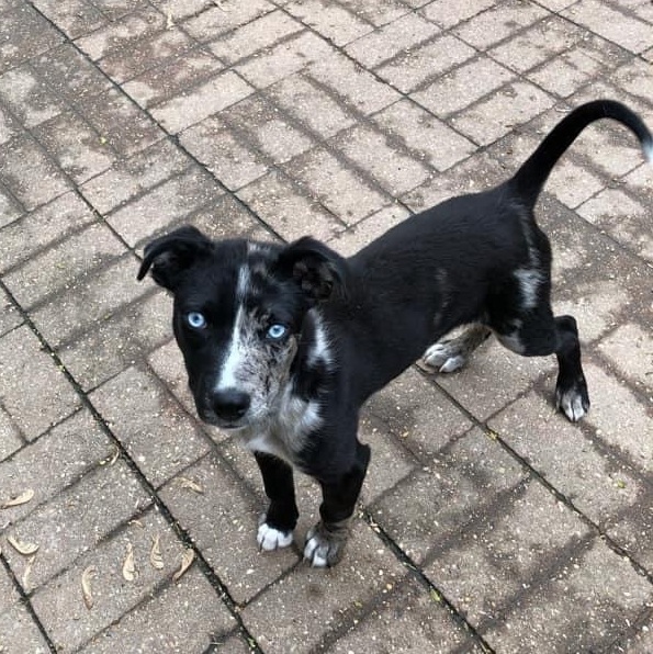 Indigo, an adoptable Mixed Breed in Watertown, WI, 53094 | Photo Image 11
