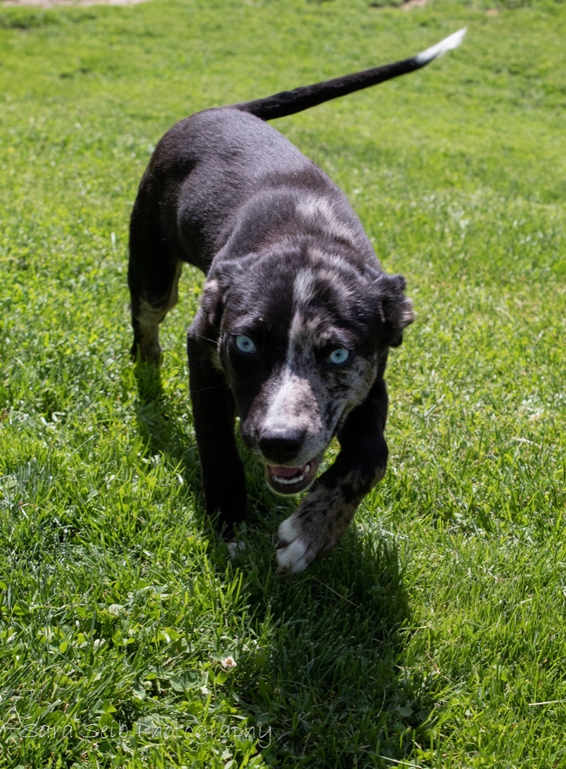 Indigo, an adoptable Mixed Breed in Watertown, WI, 53094 | Photo Image 12