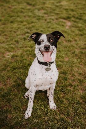 Bonnie and Marvel (bonded pair)