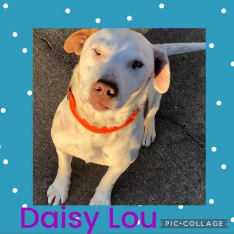 Daisy Lou