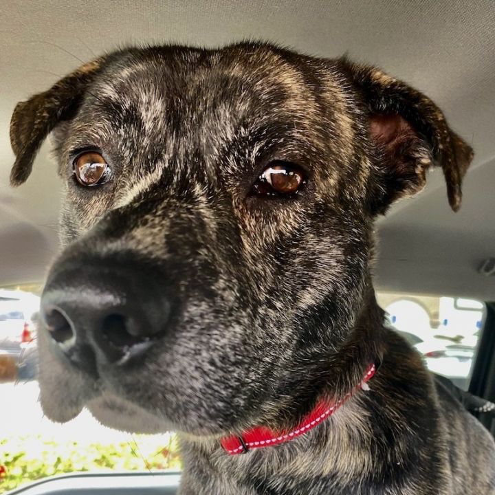 australian cattle dog hound mix