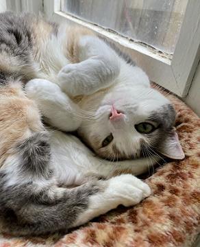 Cece, an adoptable Dilute Calico, Manx in San Francisco, CA, 94141 | Photo Image 1