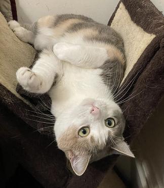Cece, an adoptable Dilute Calico, Manx in San Francisco, CA, 94141 | Photo Image 2
