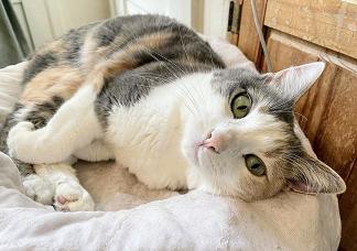 Cece, an adoptable Dilute Calico, Manx in San Francisco, CA, 94141 | Photo Image 3
