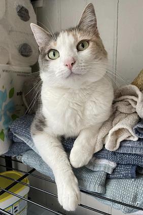 Cece, an adoptable Dilute Calico, Manx in San Francisco, CA, 94141 | Photo Image 4