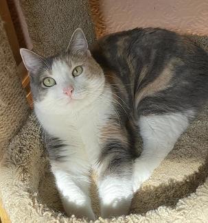 Cece, an adoptable Dilute Calico, Manx in San Francisco, CA, 94141 | Photo Image 6