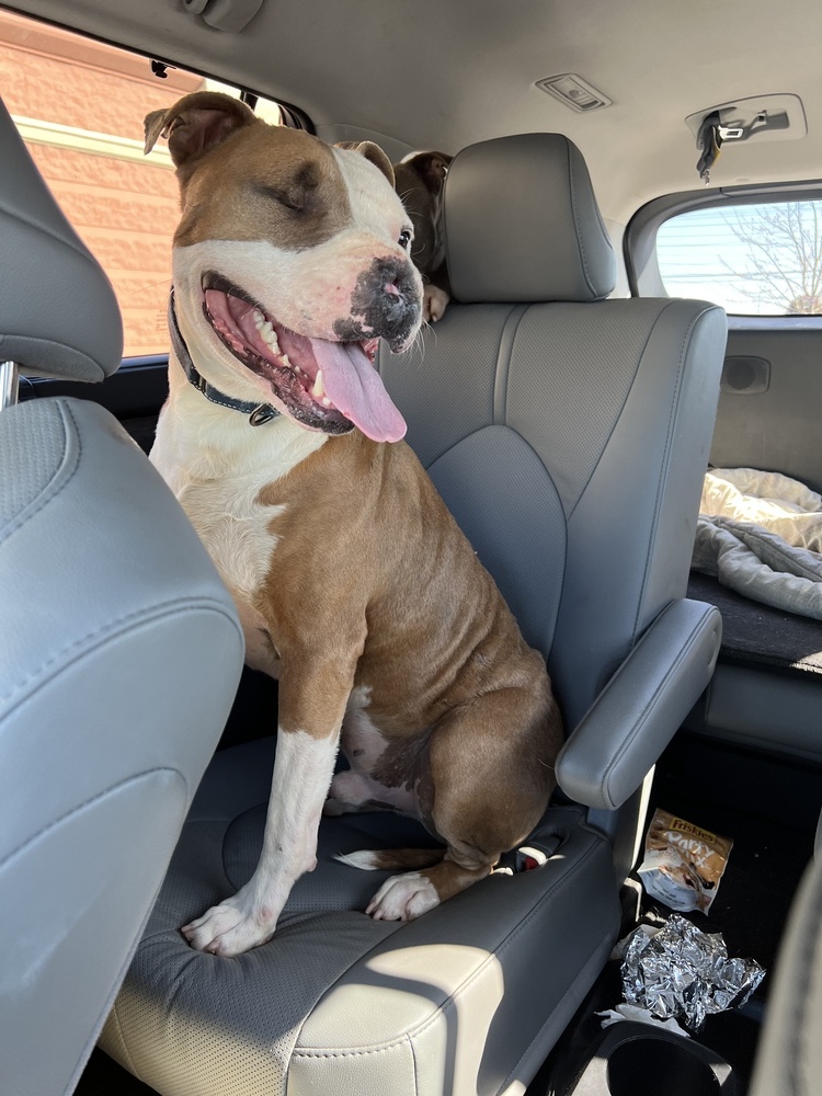 Fisher, an adoptable Boxer, Pit Bull Terrier in Sharon, VT, 05065 | Photo Image 2