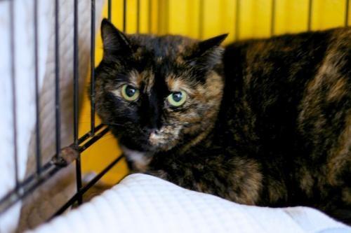 Lucinda (Sponsored)