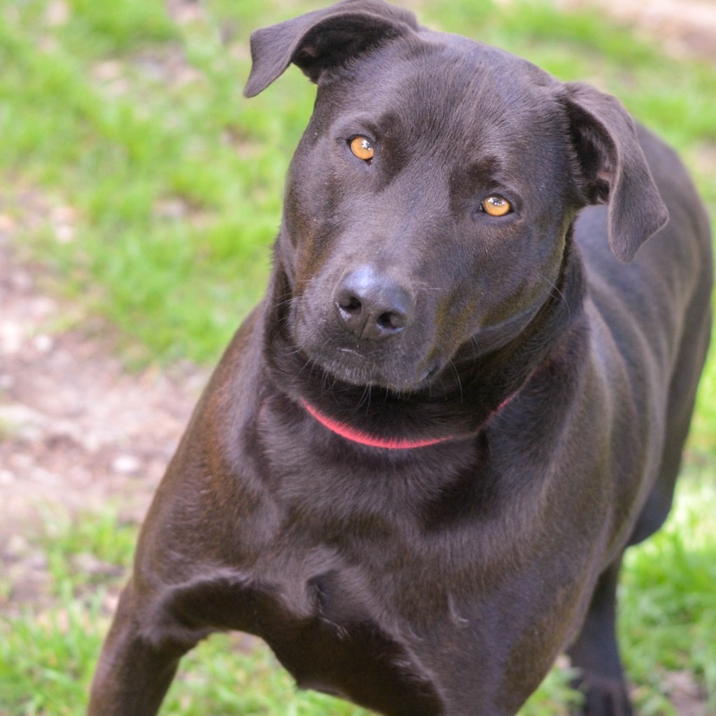 MAC, an adoptable Black Labrador Retriever, Mixed Breed in Quinlan, TX, 75474 | Photo Image 1