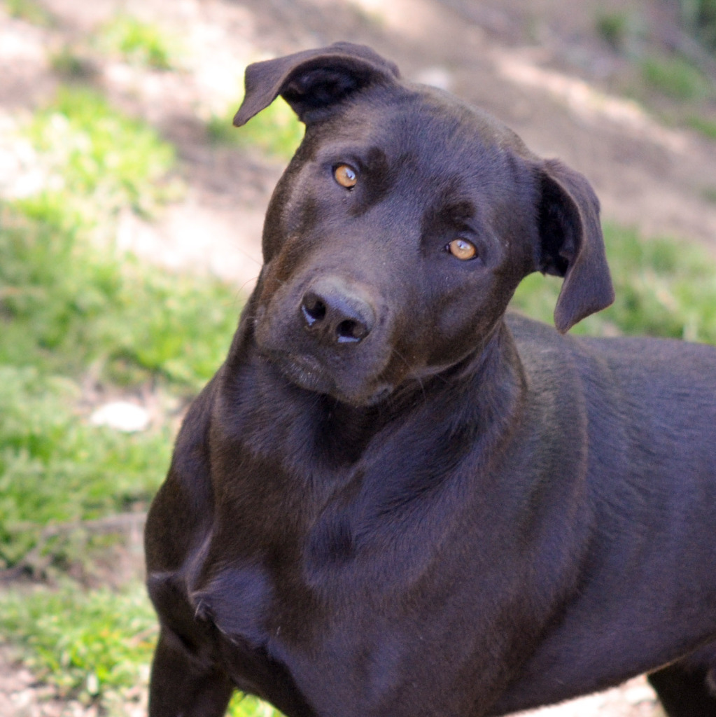 MAC, an adoptable Black Labrador Retriever, Mixed Breed in Quinlan, TX, 75474 | Photo Image 2