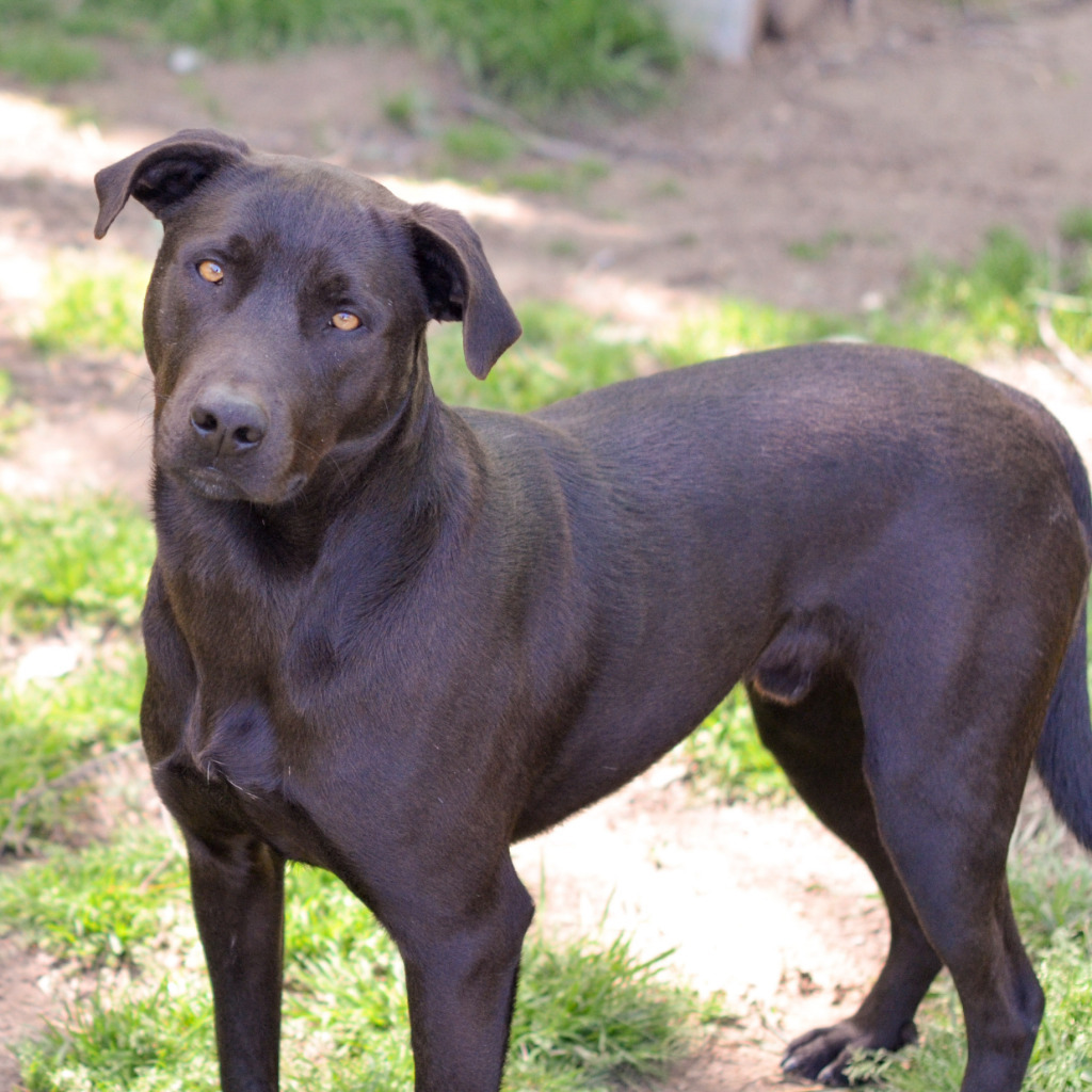 MAC, an adoptable Black Labrador Retriever, Mixed Breed in Quinlan, TX, 75474 | Photo Image 3