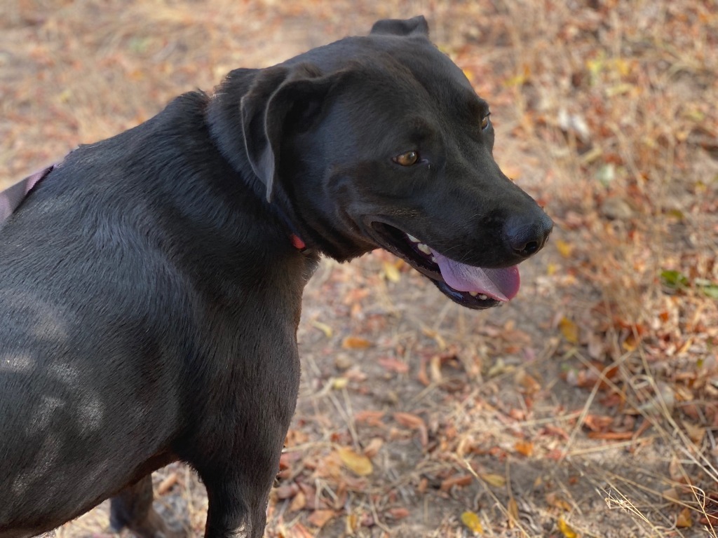 MAC, an adoptable Black Labrador Retriever, Mixed Breed in Quinlan, TX, 75474 | Photo Image 4