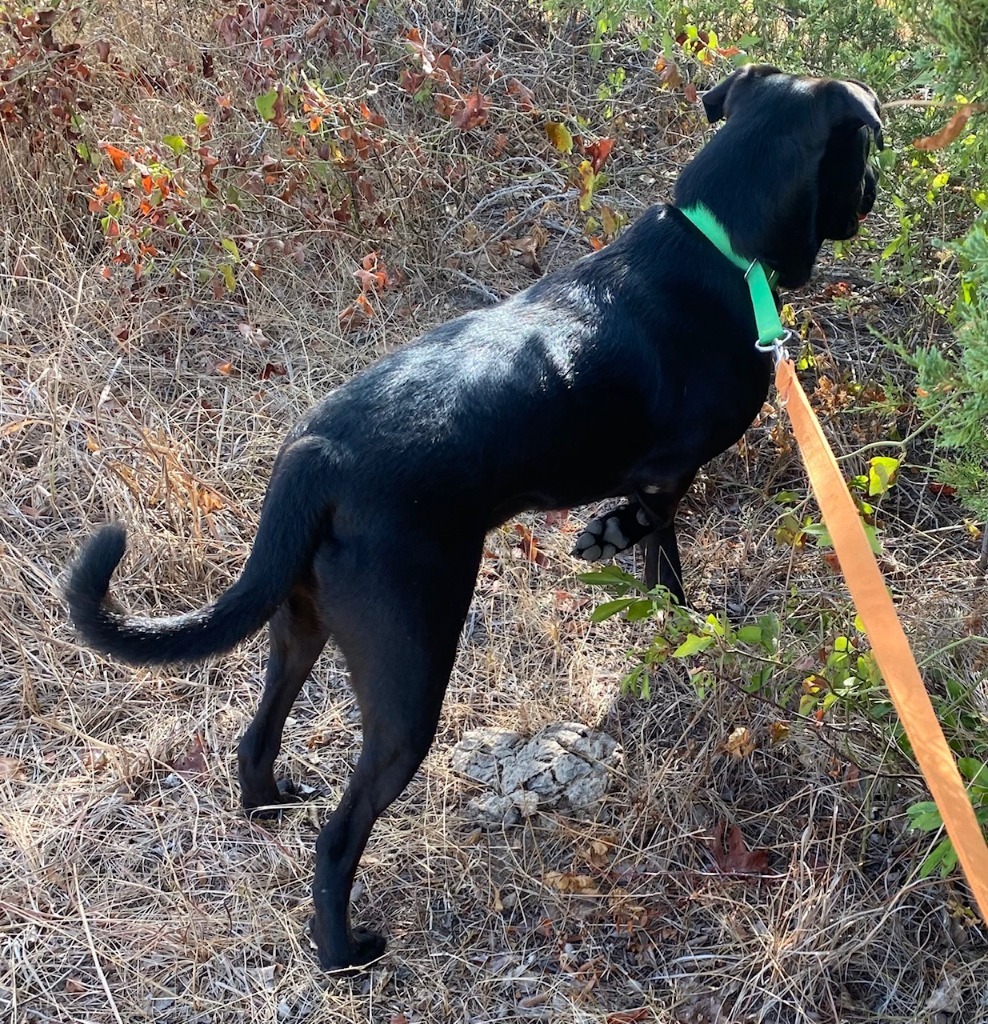 MAC, an adoptable Black Labrador Retriever, Mixed Breed in Quinlan, TX, 75474 | Photo Image 5