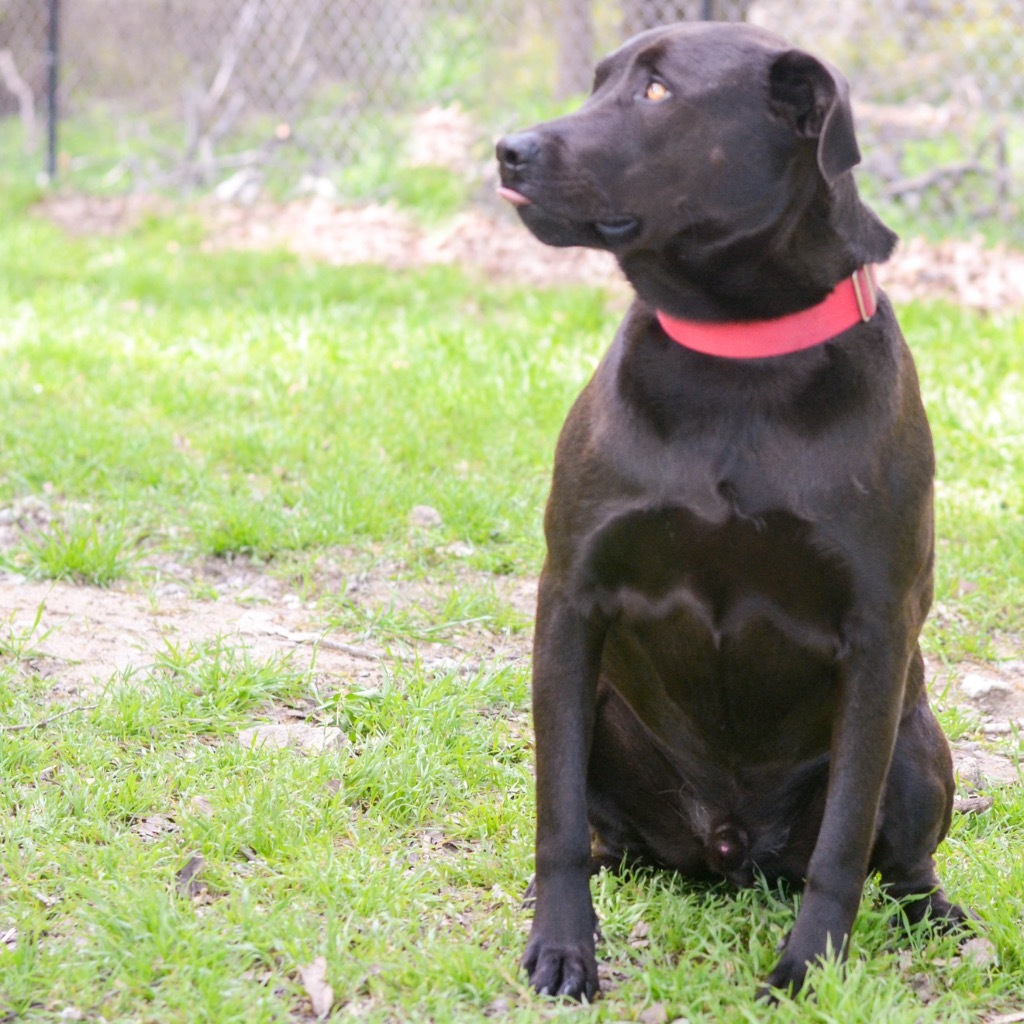 MAC, an adoptable Black Labrador Retriever, Mixed Breed in Quinlan, TX, 75474 | Photo Image 6