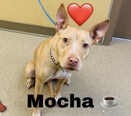 Mocha