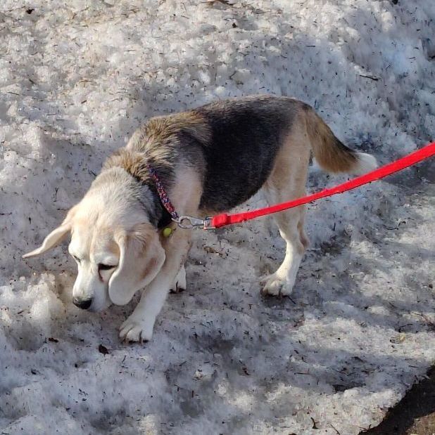 Dixie, an adoptable Beagle in Minneapolis, MN_image-3