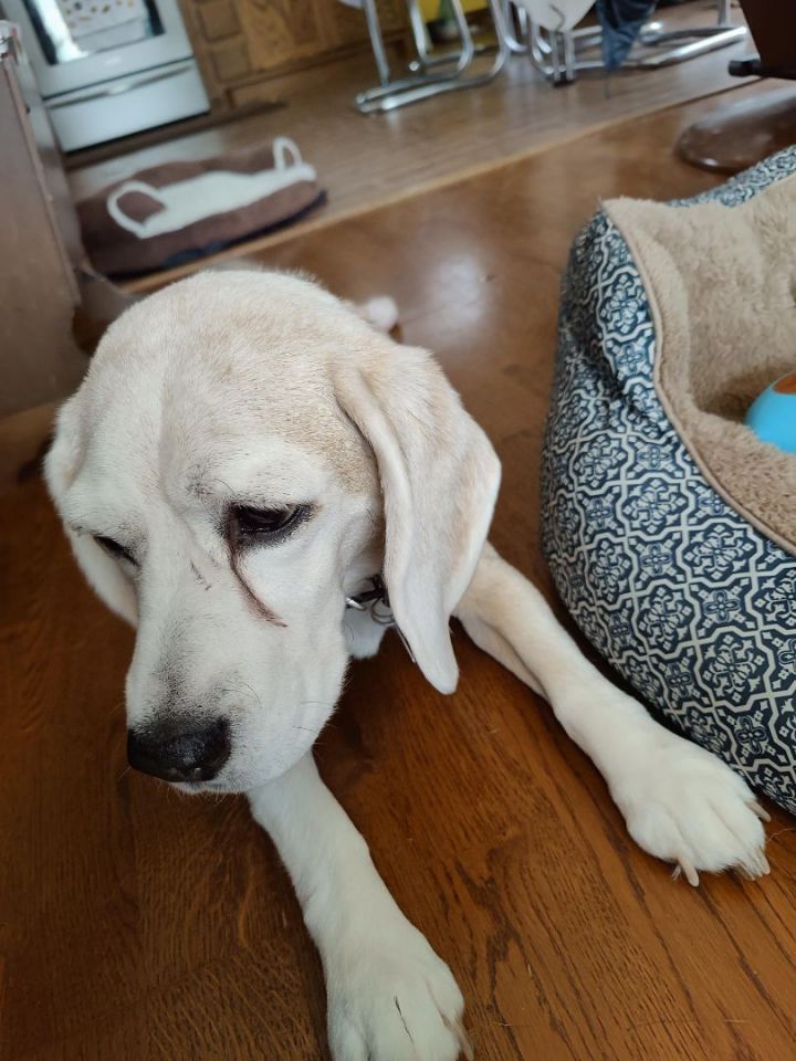 Dixie, an adoptable Beagle in Minneapolis, MN_image-4