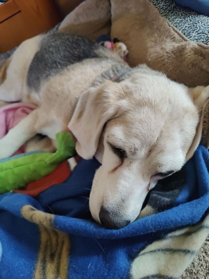 Dixie, an adoptable Beagle in Minneapolis, MN_image-5