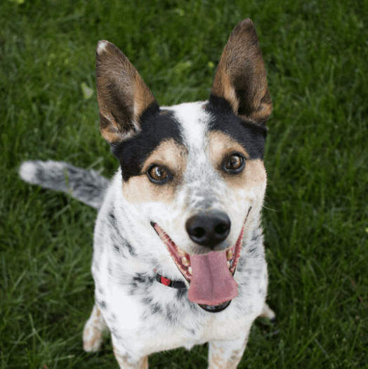 Wrangler, an adoptable Cattle Dog & Parson Russell Terrier Mix in Minneapolis, MN_image-2