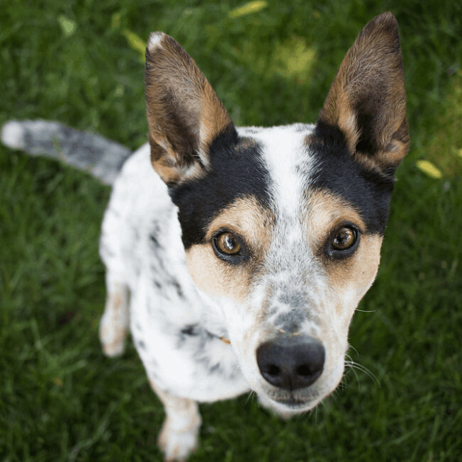 Wrangler, an adoptable Cattle Dog & Parson Russell Terrier Mix in Minneapolis, MN_image-3