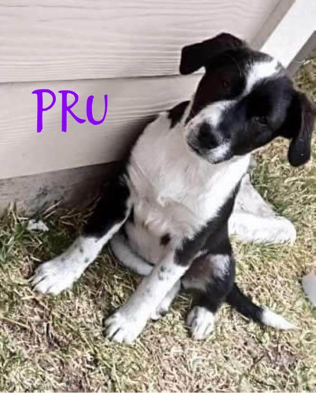 Pru