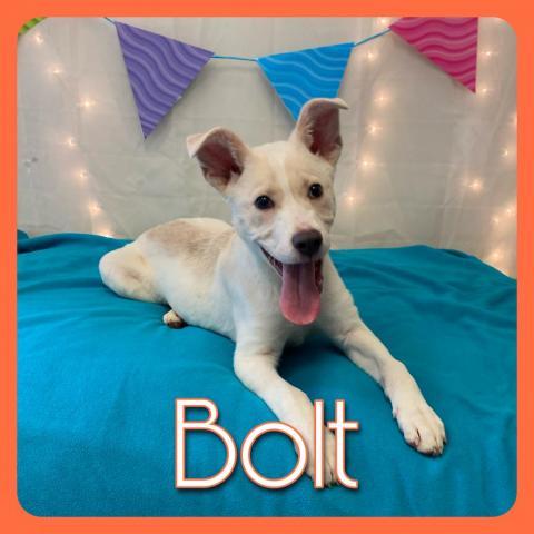 Bolt