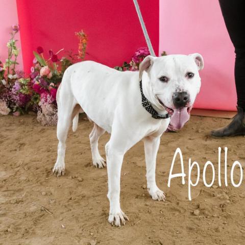 Apollo