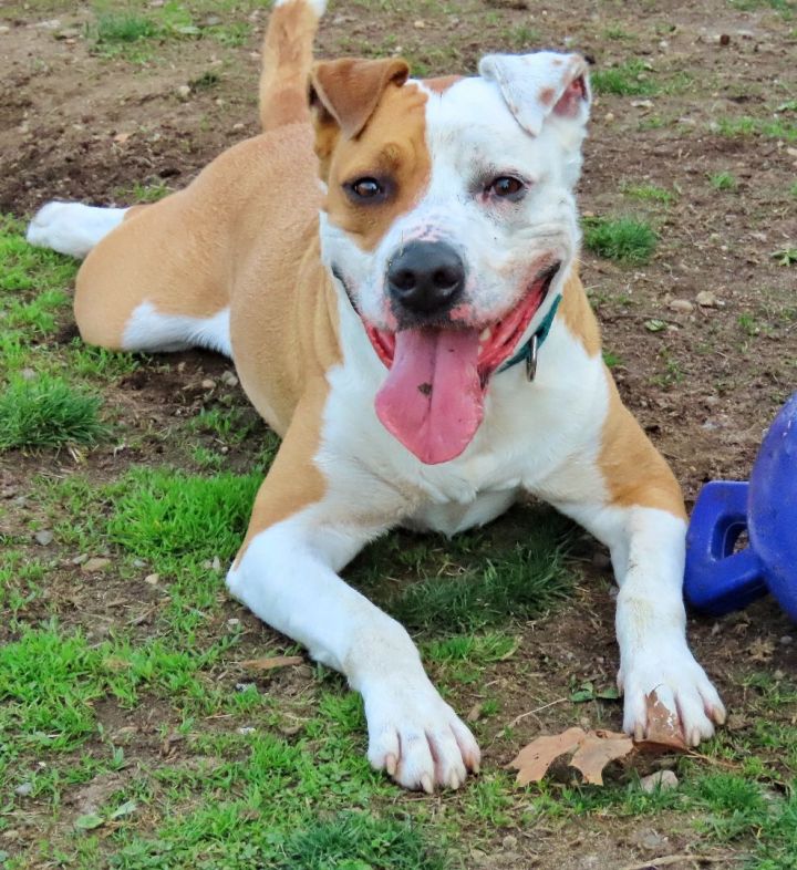 Dog for adoption - 22-50 Kairo, a Pit Bull Terrier in Amityville, NY ...