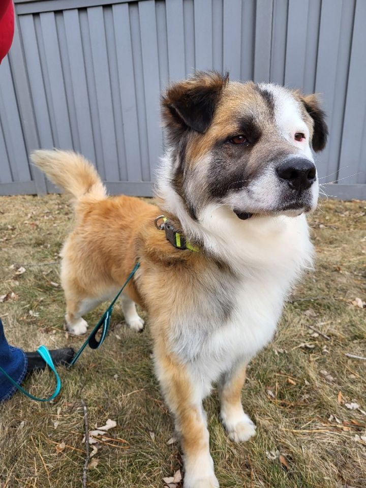 Eric, an adopted Shepherd & Collie Mix in Minneapolis, MN_image-2