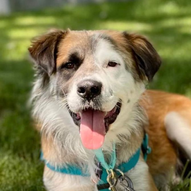 Eric, an adopted Shepherd & Collie Mix in Minneapolis, MN_image-1