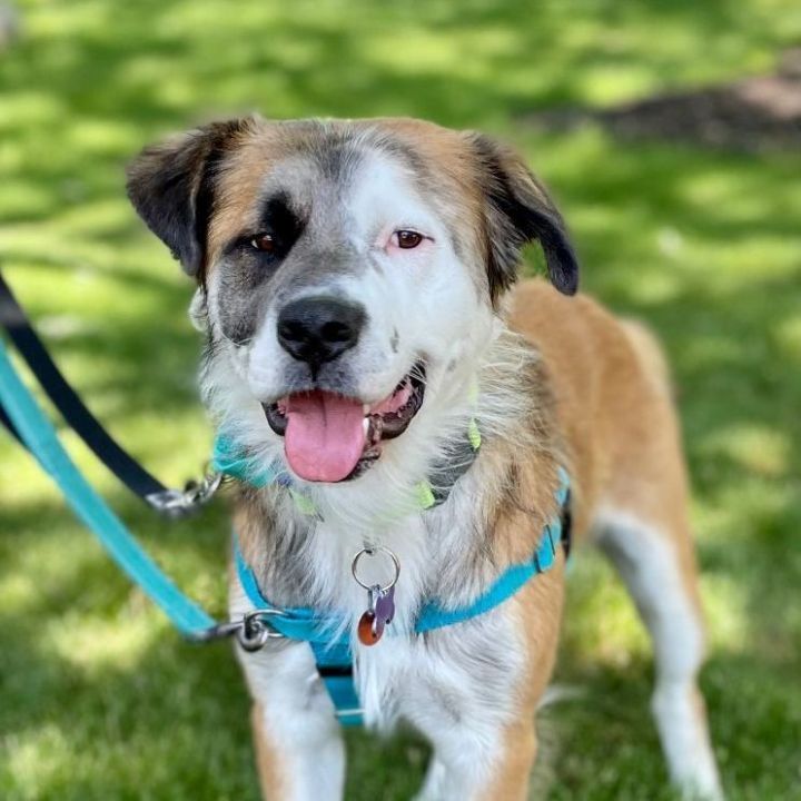 Eric, an adopted Shepherd & Collie Mix in Minneapolis, MN_image-4