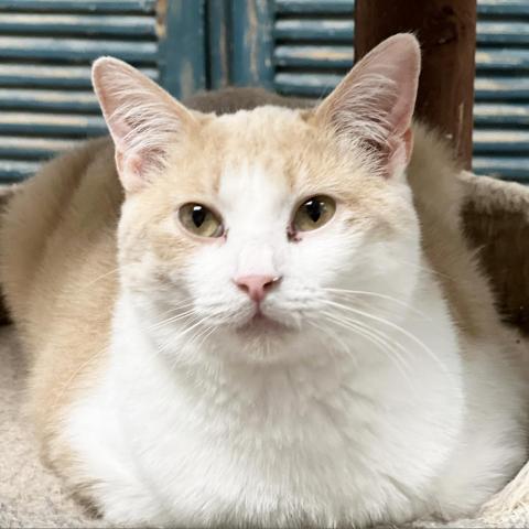 Mama Palomino, an adoptable Domestic Short Hair in Mount Juliet, TN, 37122 | Photo Image 1