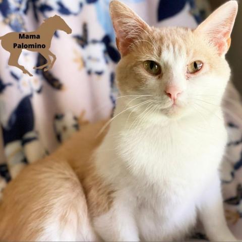 Mama Palomino, an adoptable Domestic Short Hair in Mount Juliet, TN, 37122 | Photo Image 3