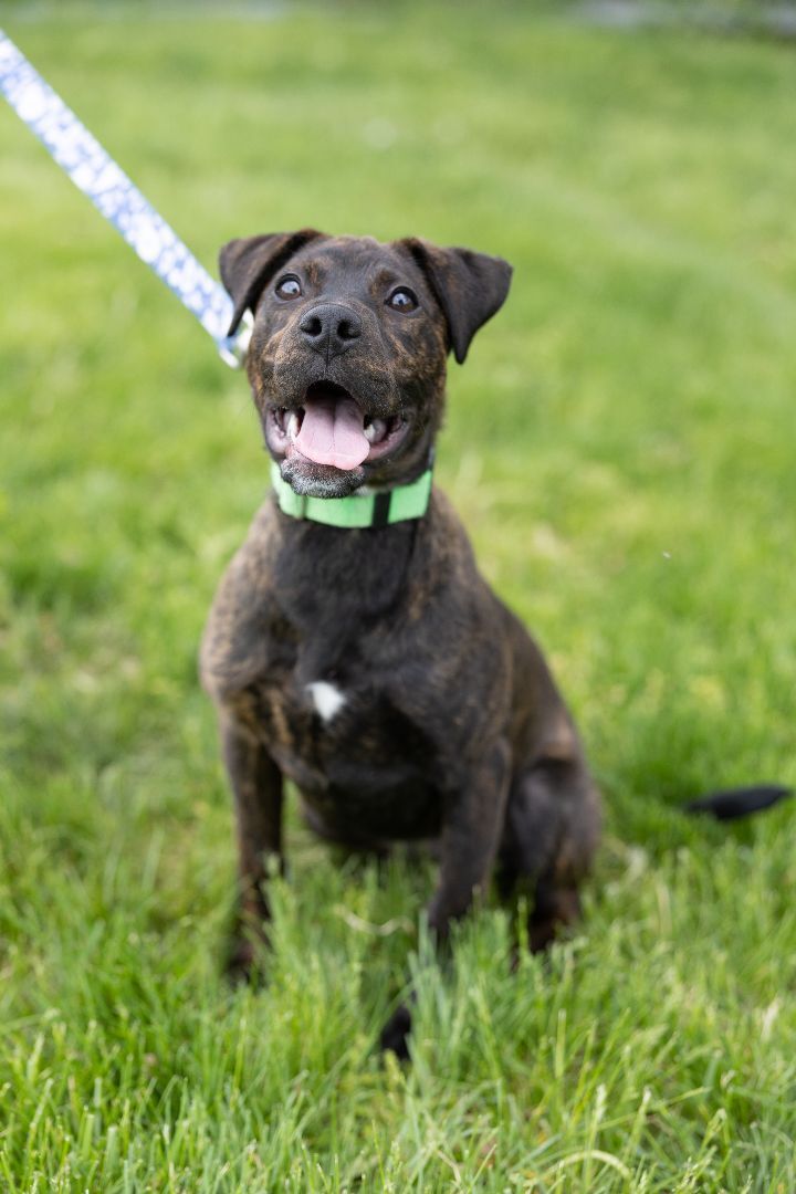 Cleo, an adoptable Mountain Cur Mix in Naperville, IL_image-5