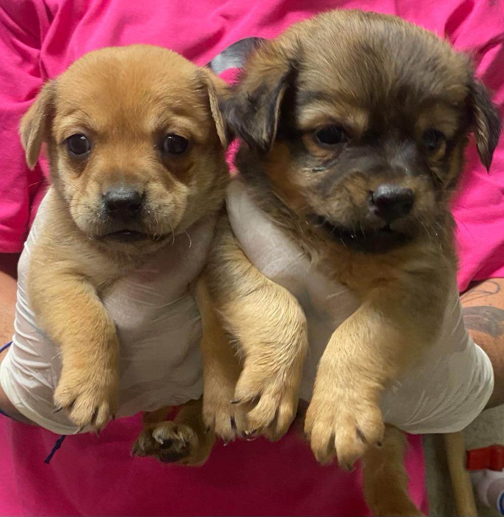 . The Chi Puppies