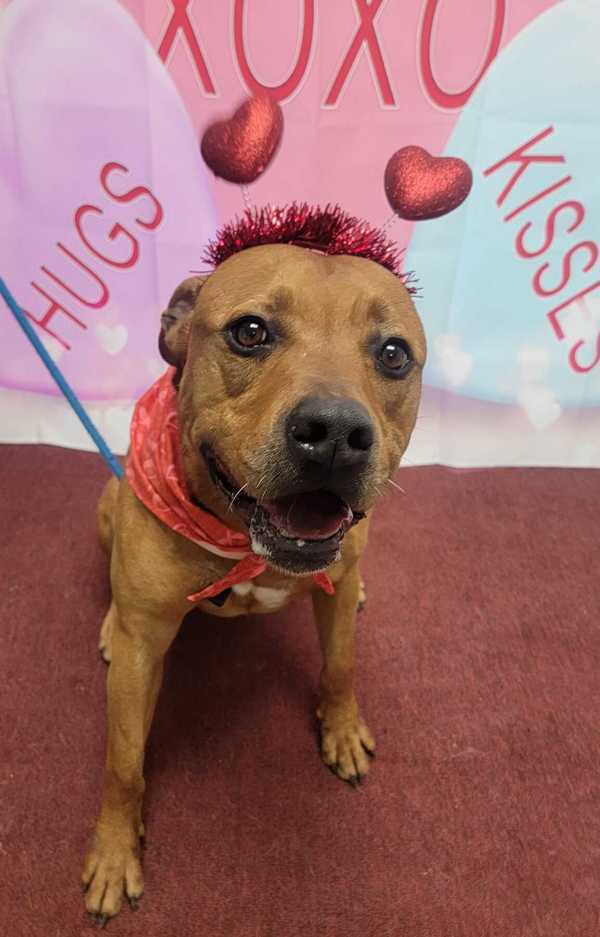 Rosco, an adoptable Rottweiler in Kingston, NY, 12401 | Photo Image 3