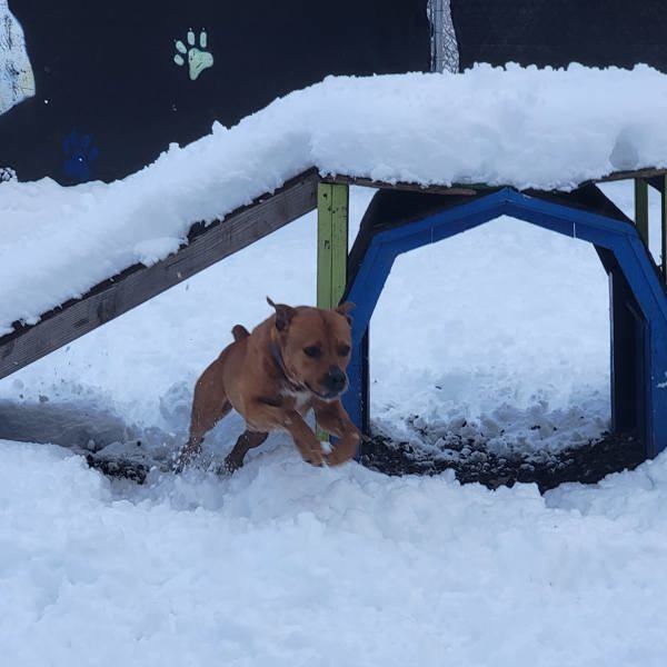Rosco, an adoptable Rottweiler in Kingston, NY, 12401 | Photo Image 6
