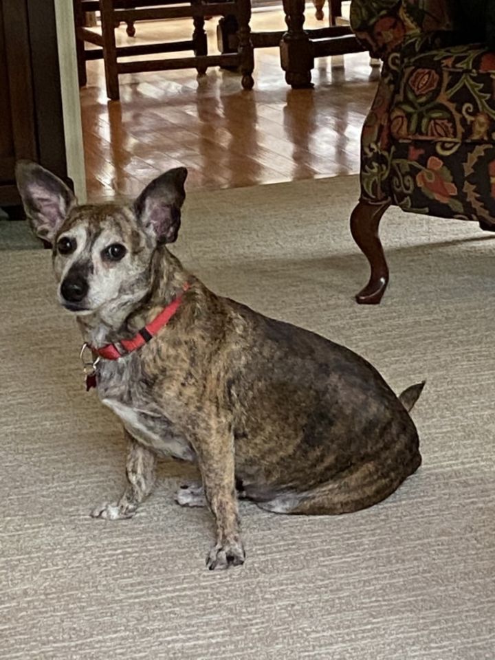 Sadie, an adoptable Dachshund & Terrier Mix in Dalton, GA_image-2