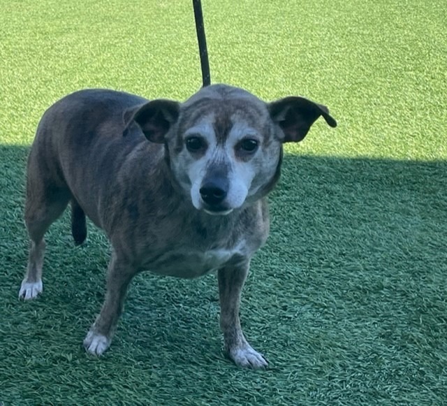 Sadie, an adoptable Dachshund & Terrier Mix in Dalton, GA_image-3