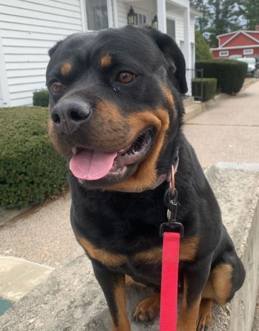 Remi - watch my video, an adoptable Rottweiler in Providence, RI, 02940 | Photo Image 1