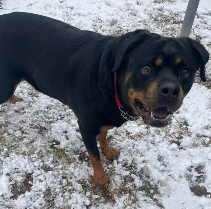 Remi - watch my video, an adoptable Rottweiler in Providence, RI, 02940 | Photo Image 2